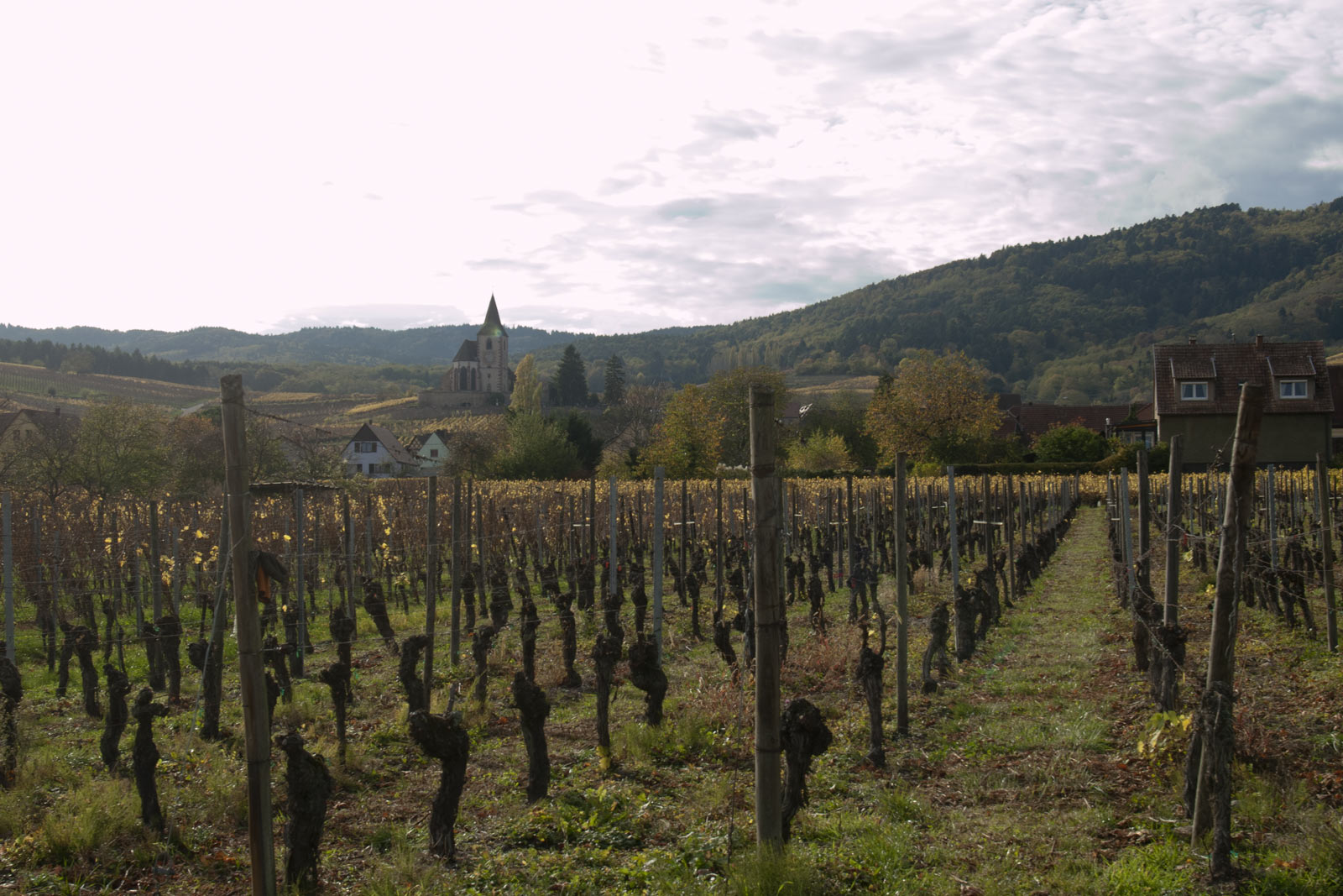 Het dorp Hunawihr in de Elzas met wijngaarden
