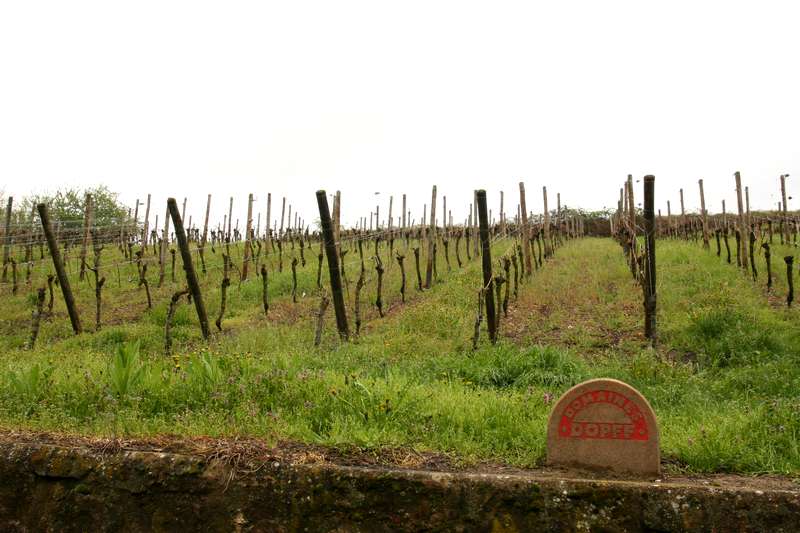 riquewihr-drop-frankrijk-elzas-wijngaard-druiven-dopff