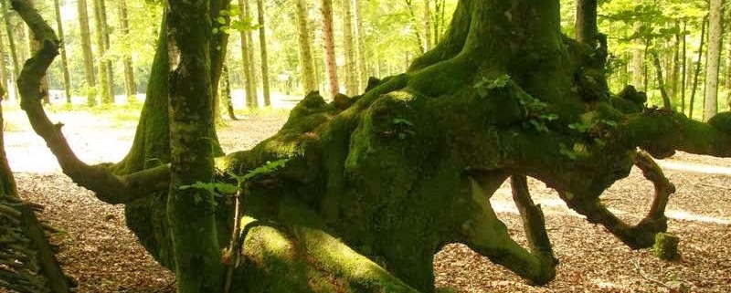Oude boom bij de oude Keltische stad Bibracte in de Morvan