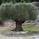 Mooie oude olijfboom bij de Pont du Gard