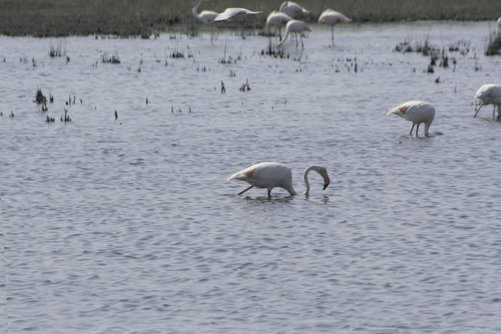 Flamingo's in de Camargue, Provence, Frankrijk