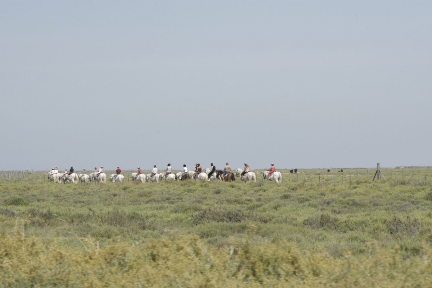 Paarden in de Camargue, Provence, Frankrijk