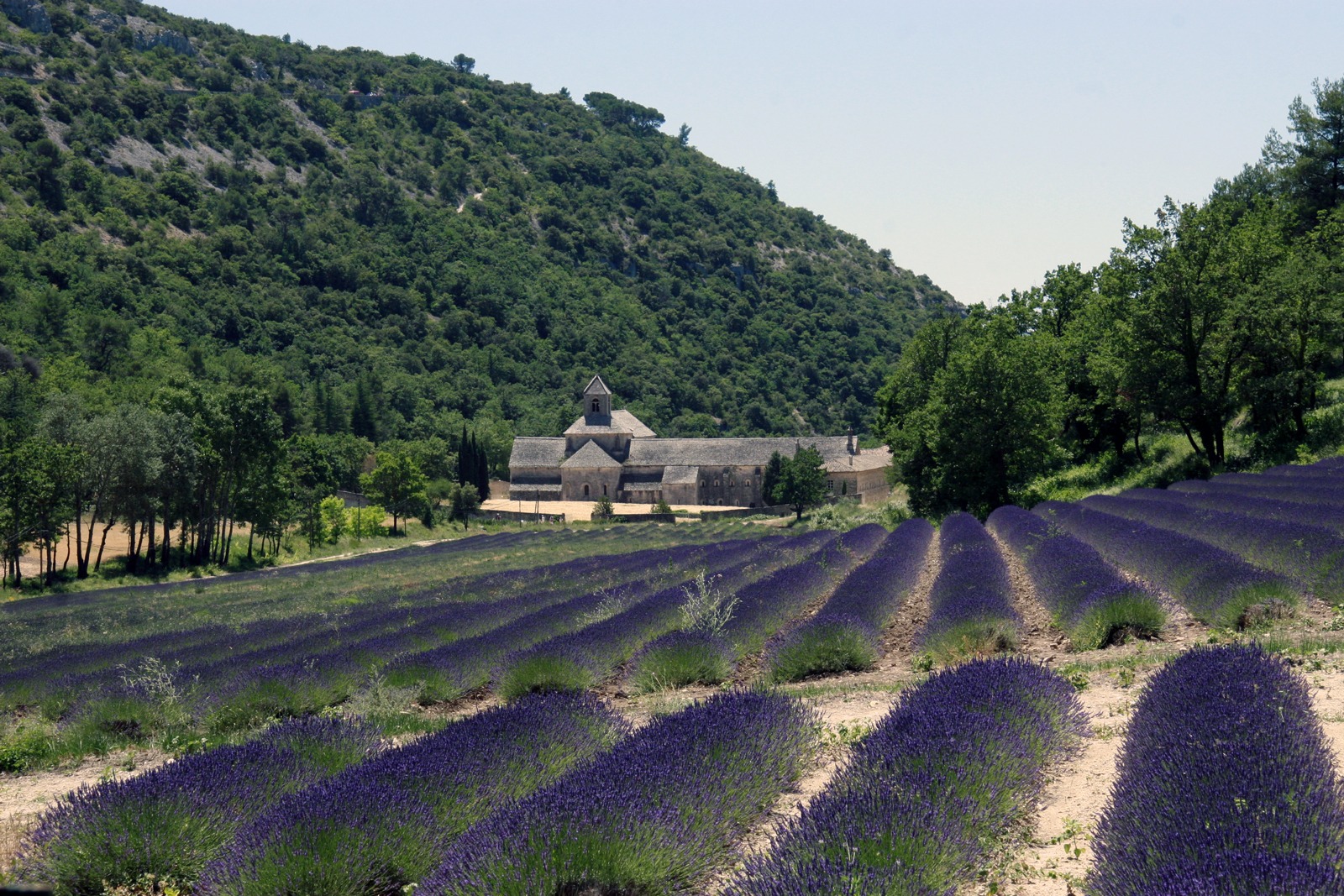 Het klooster Sénanque tussen de lavendelvelden in de Vaucluse