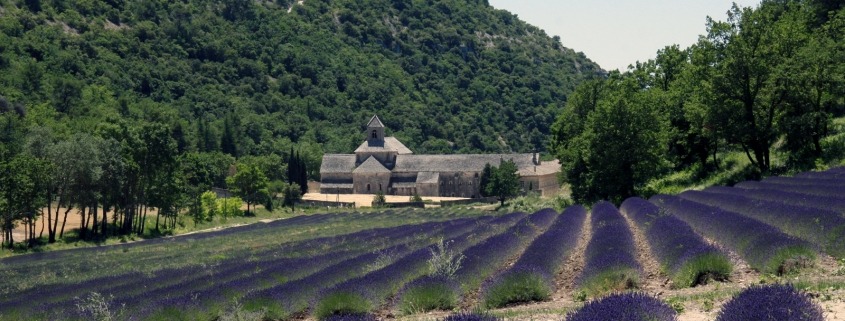 Het klooster Sénanque tussen de lavendelvelden in de Vaucluse