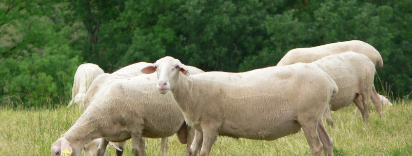 De schapen waarvan de melk de basis vormt voor de Roquefort