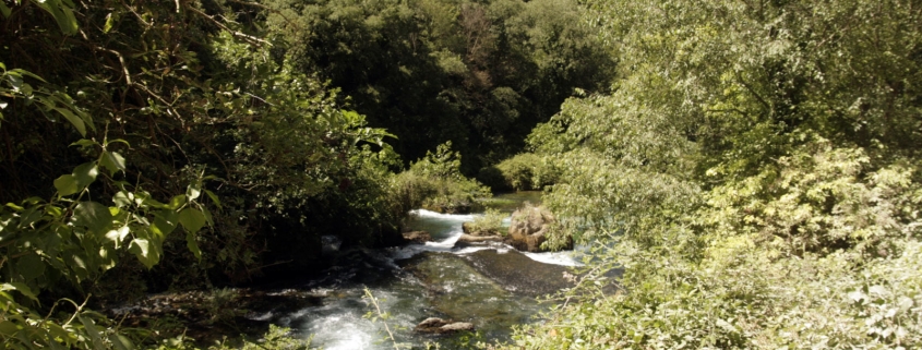 Er is veel groen langs de rivier de Sorgue bij Sorgue-Fontaine-de-Vaucluse