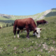 Koeien in de Alpenwei bij Beaufort