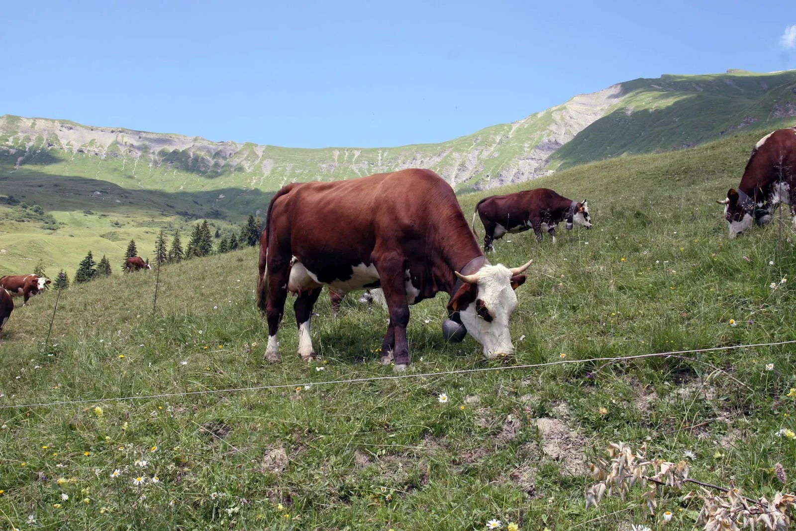Koeien in de Alpenwei bij Beaufort