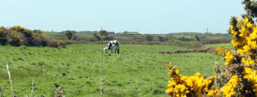 Een wie met koe in Normandië