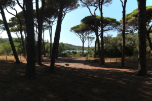 Bomen vlakbij het strand van Porquerolles