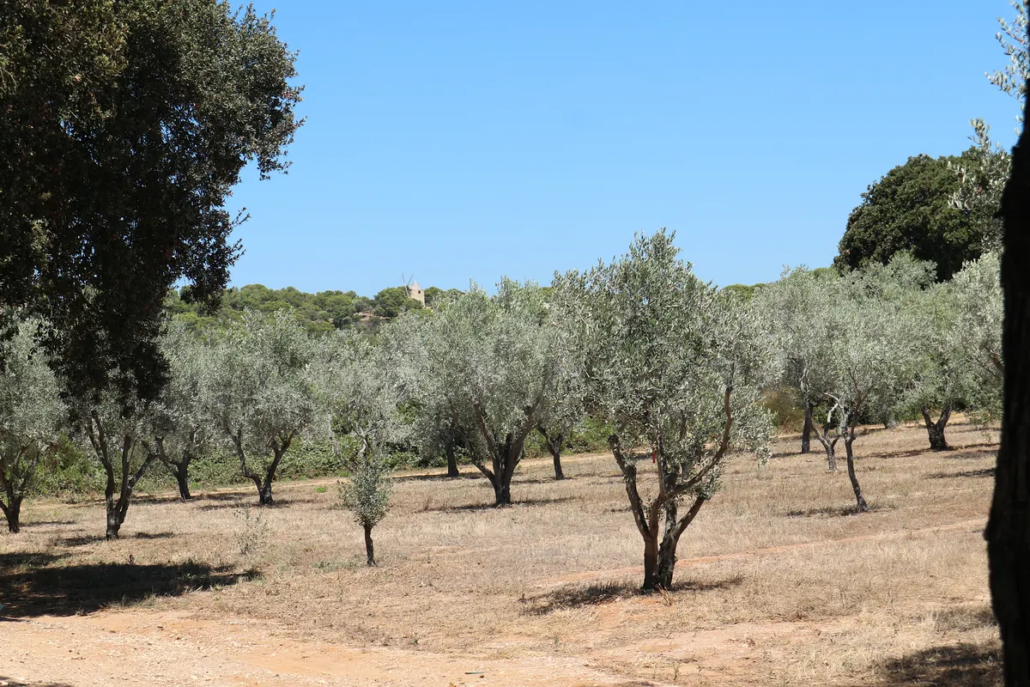 Olijfbomen op het eiland Porquerolles in Zuid-Frankrijk